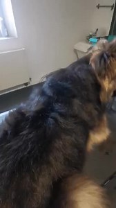 L’importance du toilettage du Berger Allemand à poils longs Le Berger Allemand à poils longs possède une double épaisseur de poils : le poil de couverture long et le sous-poil dense. Ce sous-poil joue un rôle essentiel : -il protège du froid en hiver, -Il isole de la chaleur en été, - il protège également la peau de l’humidité et des agressions extérieures. C’est pourquoi un entretien régulier et approprié est indispensable. 1. Le brossage Le brossage doit se faire plusieurs fois par an, et idéa