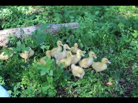 Raising Peking Ducks- 2 week old ducklings on farm