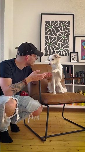 TIERHAARE im FRÜHLING 🤩 #shorts #hund #vlog