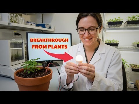 How To Turn Your Garden Into A POWER PLANT: The Science of ELECTRICITY FROM PLANTS