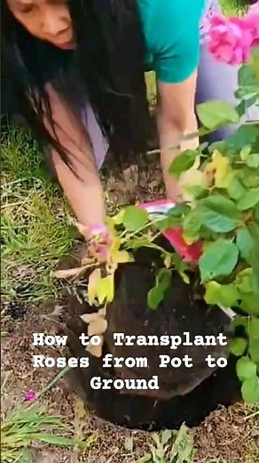 How to Transplant Roses From Pot to Ground