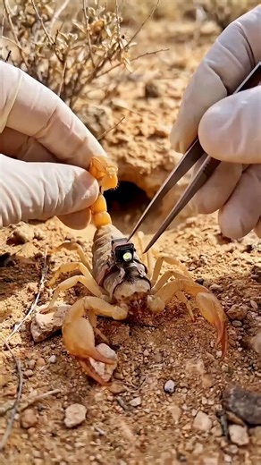 What Does a Desert Scorpion Mounted Camera Underground Colony Look Like