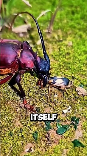 This Insect’s “Fart” Is So Powerful It Can Burn You — Bombardier Beetle #Shorts