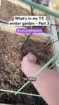 ￼How do I care for this blackberry plant? Relocate it in the garden? #blackberries #beginnergardener