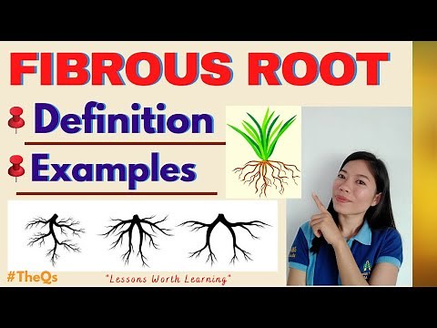 FIBROUS ROOT SYSTEM | DEFINITION| EXAMPLES| Science Lesson | TheQs |TheQsAcademy