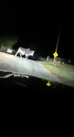 Ashley Vines (@ashleyvines)’s videos with Wasted On You - Morgan Wallen