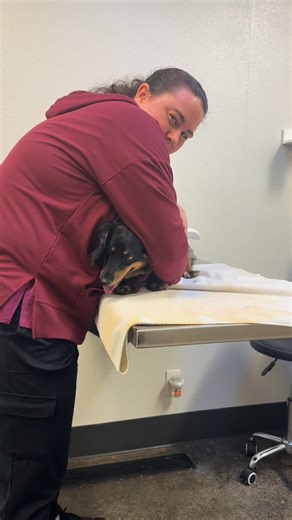 Daisy Pupdate: This joyful girl visited our vet for her rabies vaccine and will soon have her dental scheduled. She is always this happy and bouncy. She’s the equivalent of Prozac in dachshund form! She does need to be the only dog in the home, but will tolerate dogs in neutral spaces. Her labors looks good and she is heartworm negative. We think she has lost some weight since she arrived (yay), but has a few more pounds to go. We will start accepting applications today, but haven’t had time to 