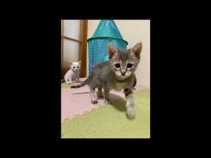 子猫の日常ライブ【赤ちゃん猫 保護猫】