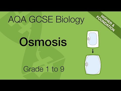 AQA GCSE Biology: Osmosis Explained | GCSE 9-1 Revision