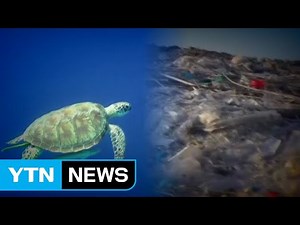 바다거북 내장엔 플라스틱...목에는 비닐봉투! / YTN