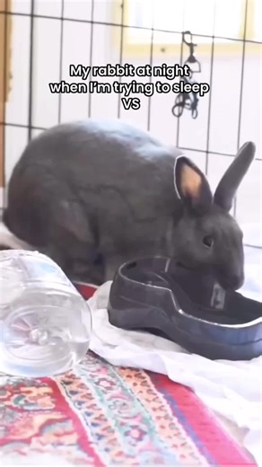 True bunny parent life