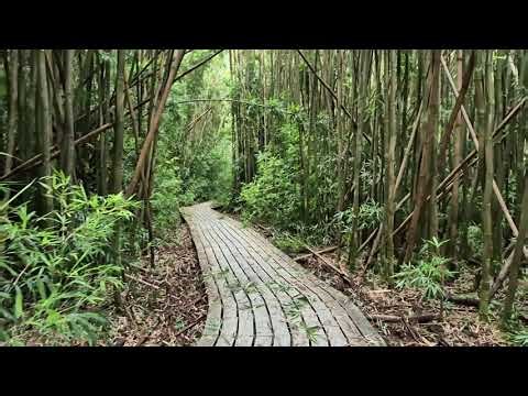 Pipiwai Trail - Haleakala National Park, Maui