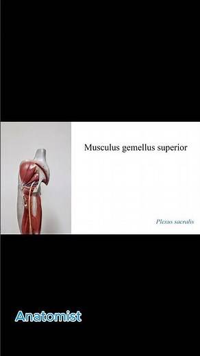 Gluteal Region Muscles [Practical]