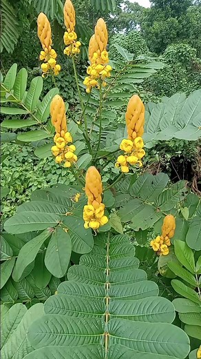 63K views · 909 reactions | Skin Infection remedy | Herbs and Wellness | Facebook