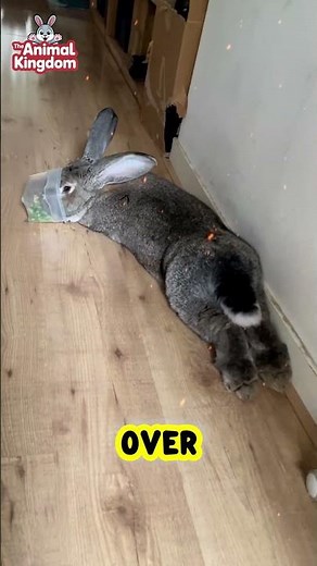 This Rabbit Is Bigger Than a Dog 😱