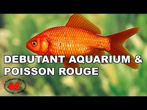 Débutant aquarium et poisson rouge