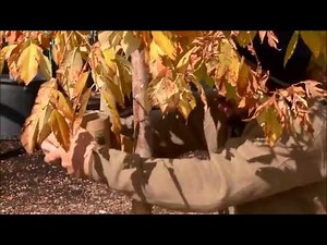 How and why to wrap your tree trunks - Produced by Tagawa Gardens, a partner in PlantTalk Colorado