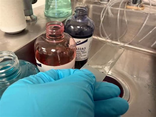 Ellen Carozza LVT, VTS(CP-Feline) on Instagram: "Just a quick tip! You don’t have to use those nasty DIFF Quick stain containers for creating slides. Keep it all clean and flood the slide with stain, wait the appropriate time and rinse with distilled water. You don’t waste extra chemicals and you aren’t contaminating them either. #techtip #vettech #vettechlife #thecatlvt #vetmed"