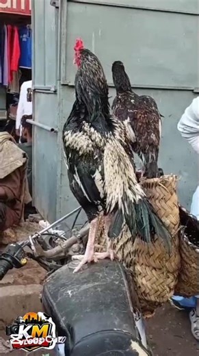 Jawan Aseel Beauty 🐓 | State Position King 👑🔥 #shorts