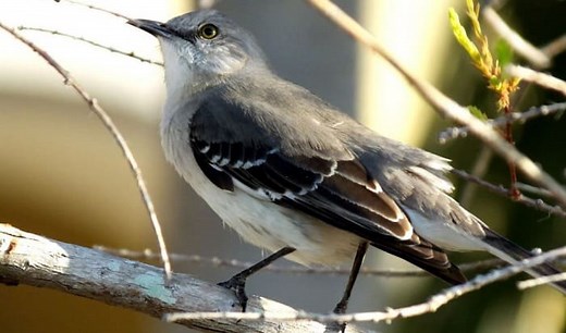 What Is the State Bird of Florida and Their Facts