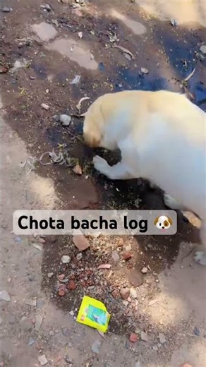 #movie #cockapoo #comedyfilms #funny #pets #funnycomedy #coco #labrador #animals