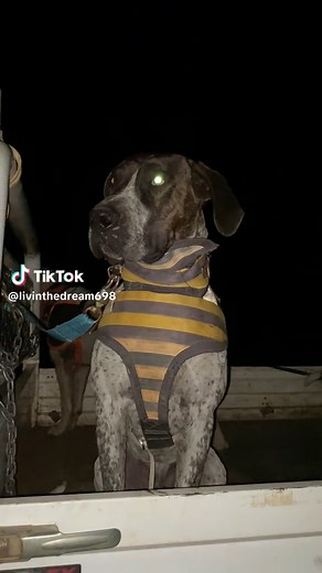 Pig Hunting Techniques in Australia: Scaring Away Wild Animals