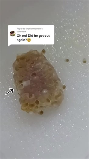 Replying to @tinyshrimpmom It took a while but he did make it out 😊 #eggclutch #snailclutch #mysterysnail #snail #snailtok #babies #baby #hatching #hatchingsnails #pet #animals #Applesnail