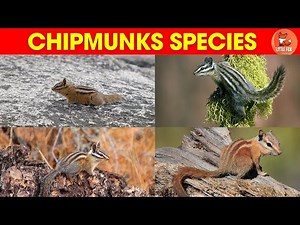 Meet the Chipmunks! | 🐿️ Learn Chipmunk Species Names in English #kidslearning #animals #chipmunk 🐿️