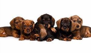 6 Dachshund Puppy Growth Stages And What To Expect