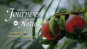The Chinese yew is a relic species that survived the Quaternary Ice Age. It has existed on Earth for over 2.5 million years. Under natural conditions, the Chinese yew grows extremely slowly. It may live for 5,000 years. Deep in the Qinling Mountains, the species has witnessed centuries of stories. #Journeysinnature #documentary | CGTN