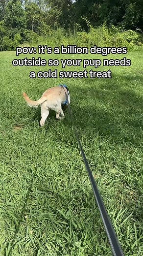 frosty paws household fr🐾🍦 #OnlyTheBestFrostyPaws #pettreats #frostypaws @frostypawsus | Jaida Jones