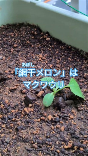 グリーンカーテンにメロン 2026.5.21 #家庭菜園