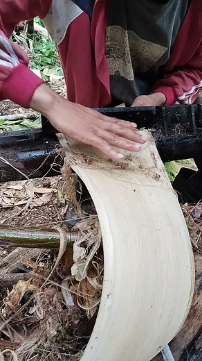 Bira Sa Murag Tabla Ka Lapad: The Abaca Fiber Process