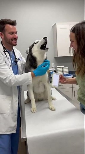 Husky Scared at the Vet 😱💉 | Dramatic Injection Reaction #huskydrama #vetvisit