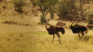 Watch Down To Earth Flightless Birds | Prime Video