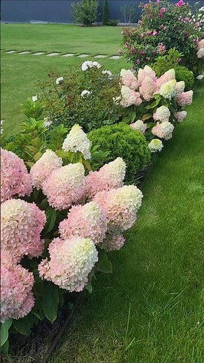 Little Fresco 😍 panicle hydrangea, incredibly beautiful