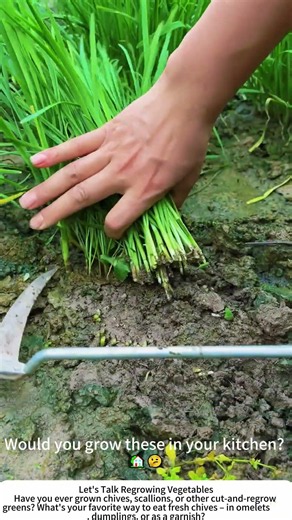 Harvesting Chives with a Sickle – Fast & Regrowing 🌱👨‍🌾