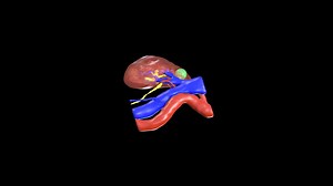 Right Renal Tumor - 3D model by Cirurgic3D (@neorenal)