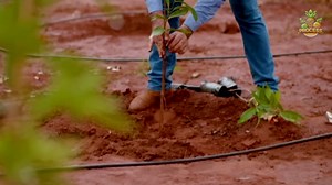 The Incredible Process of Mass-Producing Orange Jam