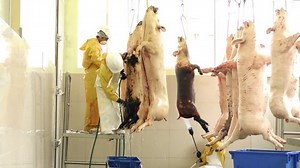 Butchers Working In A Medium Sized Slaughterhouse Or Abattoir Performing Manual Operations