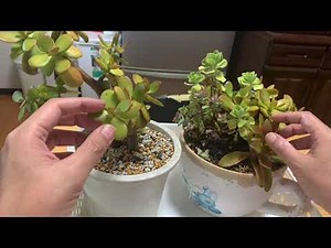 Don't let your money tree wither! How to grow a money tree: "There's only one thing to be careful...