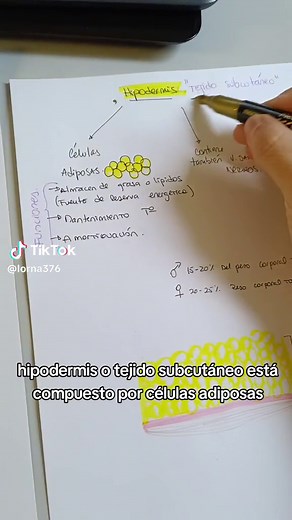 Hipodermis: Funciones y Composición del Tejido Subcutáneo