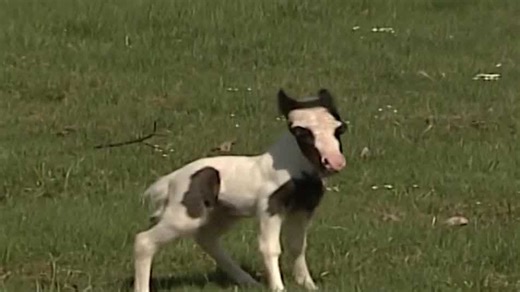 World's smallest newborn horse from NH celebrates 15th birthday