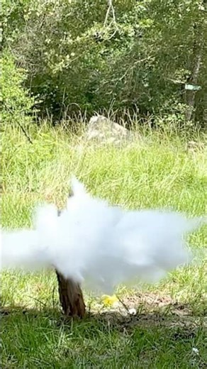 Diamondback 300 aac vs shaving cream