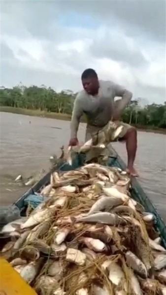1.3M views · 46K reactions | impresionante subienda de bocachicos #pescayaventura #viralvideo #pescaria #reddepesca #pescaartesanal #hechoamano #ตกปลา #mallasdepesca #pesca #artesaniacolombiana #fishing #fish #pangingisda #amigosdelapesca #mallas ##bocachicos #coporo #ribazon #subienda | Pescador Del Llano | Facebook
