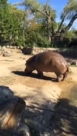 Hippo Spraying his Poop all over the Place😂😂😂💩💩 #hippo #funnytiktok #funn #laugh #fpy #fouryou #fup #fyp #foryoupage❤️❤️ #viralvideos #viral #forupage #for #foru #viral_video #reels #funnytiktok #animal #animalsoftiktok
