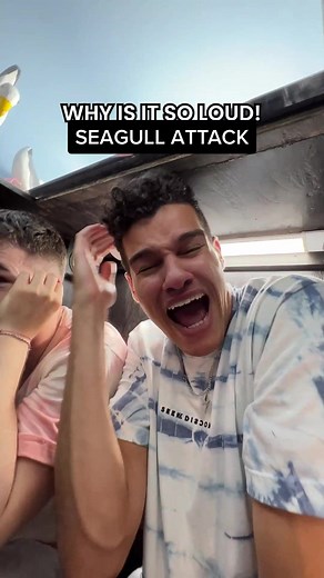 Aggressive Seagulls: Understanding Their Behavior