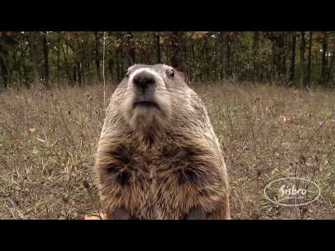 The Groundhog Song from First Snow in the Woods
