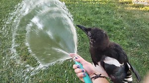 Have you ever helped a wild Magpie take a bath? 😀🐦🛁 #viralhog #magpie #wildlife #bath | ViralHog