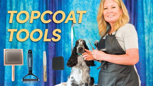 27 reactions | In today's tutorial, we talk about to 'rake' or 'card' your Setter or Spaniel-coated breed of dog! Today Allison demonstrates with an English Cocker Spaniel, but this technique is used on many breeds with a similar coat type. Watch the full tutorial here: https://youtu.be/E3yp4YXwIEM | Leading Edge Dog Show Academy | Facebook